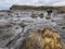 Petrified wood stump at Curio Bay in the Catlins Coastal area of the South Island of New Zealand