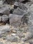 Petroglyph National Monument, New Mexico