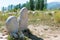 Petroglyph Open Air Museum. a famous historic site in Cholpon-Ata, Kyrgyzstan