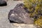 Petroglyph Site, Gila Bend, Arizona