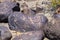 Petroglyph Site, Near Gila Bend, Arizona