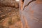 Petroglyphs of Anasazi Canyon