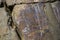 Petroglyphs. Ancient rock paintings in the Altai Mountains