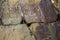 Petroglyphs. Ancient rock paintings in the Altai Mountains