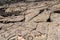 Petroglyphs carved in volcanic rock on King`s Trail, Kona, Hawaii