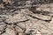 Petroglyphs carved in volcanic rock on King`s Trail, Kona, Hawaii