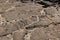 Petroglyphs carved in volcanic rock on King`s Trail, Kona, Hawaii