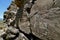 Petroglyphs Galisteo New Mexico 2