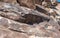 Petroglyphs, Grapevine Canyon