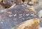 Petroglyphs, Grapevine Canyon, Nevada