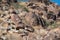 Petroglyphs, Grapevine Canyon in southern Nevada