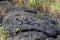 Petroglyphs in lava rock at Pu`uloa along Chain of Craters road, in volcano National Park on the island of Hawaii. Carvings are 40