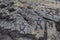 Petroglyphs in lava rock at Pu`uloa along Chain of Craters road, in volcano National Park on the island of Hawaii. Carvings are 40