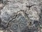 Petroglyphs at Waikoloa Petroglyph Reserve in Hawaii.