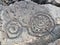 Petroglyphs at Waikoloa Petroglyph Reserve in Hawaii.