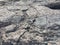 Petroglyphs at Waikoloa Petroglyph Reserve in Hawaii.