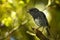 Petroica longipes - North Island Robin - toutouwai - endemic New Zealand forest bird sitting on the branch in the forest