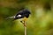 Petroica macrocephala macrocephala - South Island Tomtit - miromiro endemic New Zealand forest bird sitting on the branch in the f