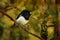 Petroica macrocephala toitoi - North Island Tomtit - miromiro