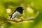 Petroica macrocephala toitoi - North Island Tomtit - miromiro endemic New Zealand forest bird sitting on the branch in the forest