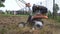 Petrol cultivator used for renewal of old grass. Gimbal motion movement shot