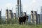 Petroleum refinery in romania, with horse on green meadow