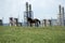 Petroleum refinery in romania, with horse on green meadow