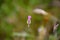 Petrorhagia nanteuilii flower  similar to small carnations.