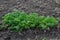 Petroselinum crispum - Curly parsley growing in the garden.