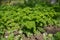 Petroselinum crispum - Fresh curly parsley on the ground close-up in garden.