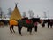 Petrozavodsk, Republic of Karelia, Russia - November 9, 2019: harnessed horses for children to ride on a traditional winter