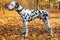 Pets animal dalmatian outdoor