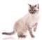 Pets, animals and cats concept - Purebred British cat on a white background