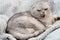 Pets. A beautiful funny and important gray cat of the Scottish Fold breed lies on a blanket, funnyly sticks out his