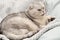 Pets. A beautiful funny and important gray cat of the Scottish Fold breed lies on a blanket, funnyly sticks out his