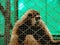 pets in cages, gibbons, close up