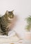 Pets, Christmas and cosiness concept - a tabby cat sitting on a warm sweater in a Christmas atmosphere