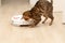 Pets concept. A beautiful, playful leopard cat of the Bengal breed jumps funny on a white robot vacuum cleaner that