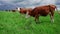 Pets cows graze in summer on a green meadow