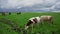 Pets cows graze in summer on a green meadow