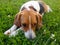 Pets. Cute Estonian hound dog lies on the green grass