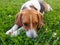 Pets. Cute Estonian hound dog lies on the green grass