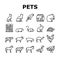 Pets Domestic Animal Collection Icons Set Vector