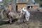 Pets donkey standing bored on dirty grass in zoo with short thin legs