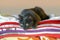 Pets, especially cats, in winter like to find the warmest and most comfortable places in the house, for example, a stack of soft,