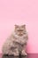 Pets, fluffy gray adult Cat sits on a pink background and looks into the camera