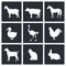 Pets icon collection