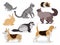 Pets icon set, cute gray chinchilla, fluffy ferret, smooth coated and domestic long-haired cats, corgi, beagle, dogs