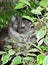 Pets - Persian cat among plants