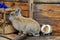 Pets rabbit and guinea pig on wood